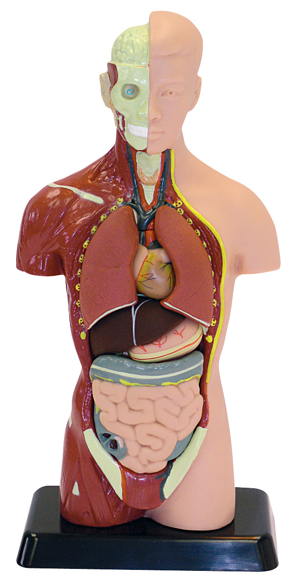 Human Anatomy Model - 27 cm, 8 Pieces