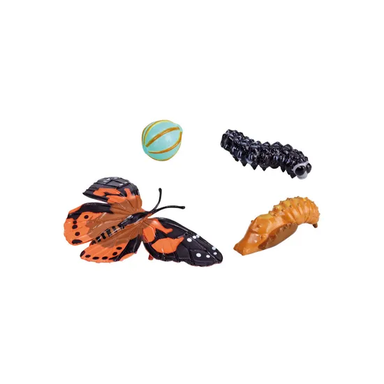 Butterfly Life Cycle - Set of 4