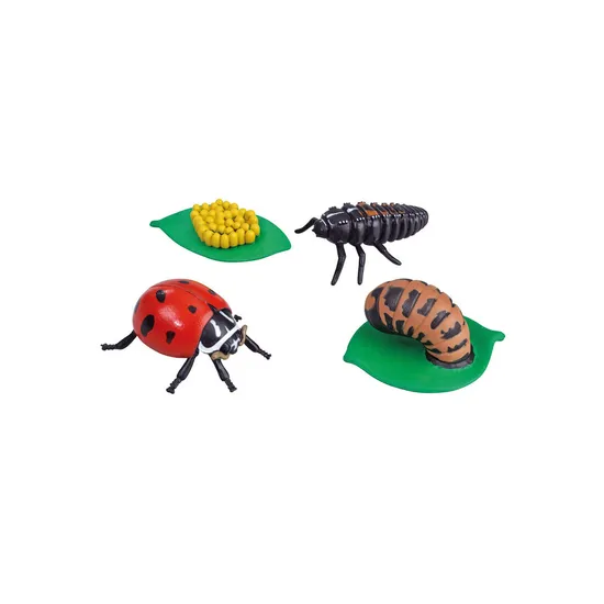 Ladybug Life Cycle - Set of 4