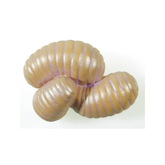 Ant Life Cycle - Set of 4 - Modern Teaching Aids NZ