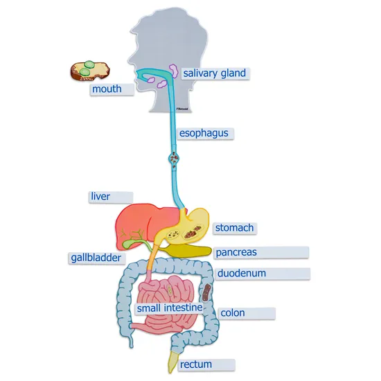 Magnetic Digestive System Model - Modern Teaching Aids NZ