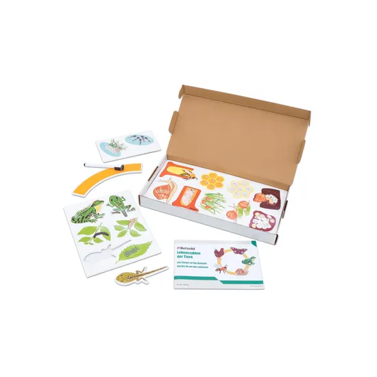 Magnetic Life Cycle - Animals & Insects, Set of 5 - Modern Teaching Aids NZ