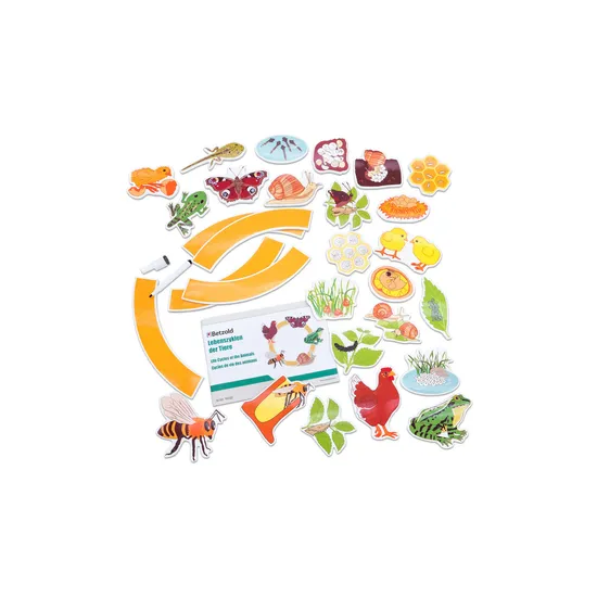 Magnetic Life Cycle - Animals & Insects, Set of 5 - Modern Teaching Aids NZ