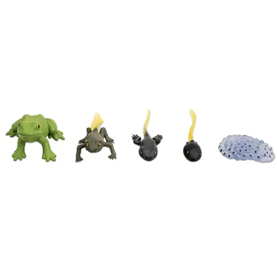 Frog Life Cycle Model & Puzzle Set - Modern Teaching Aids NZ