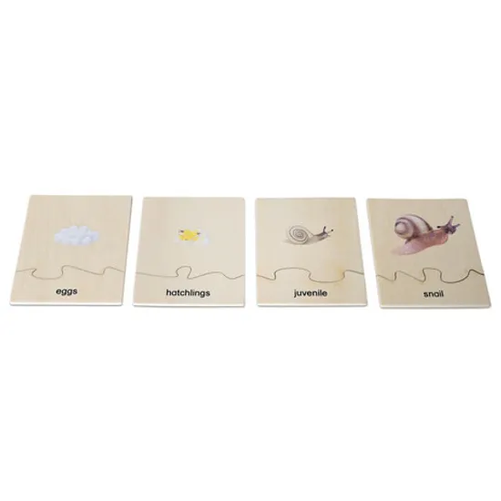 Snail Life Cycle Model & Puzzle Set - Modern Teaching Aids NZ