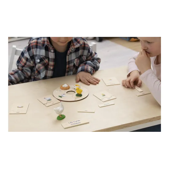 Chicken Life Cycle Model & Puzzle Set - Modern Teaching Aids NZ