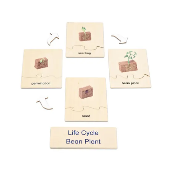 Plant Life Cycle Model & Puzzle Set - Modern Teaching Aids NZ