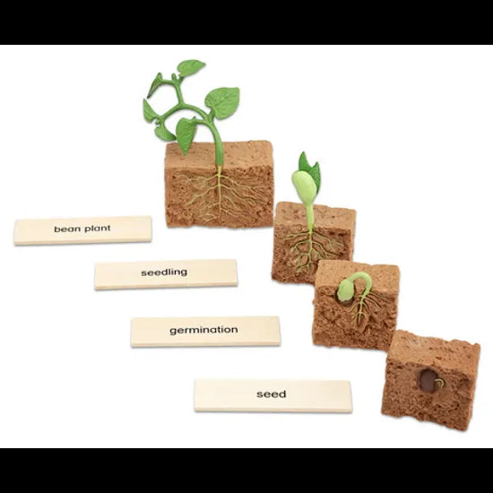Plant Life Cycle Model & Puzzle Set - Modern Teaching Aids NZ