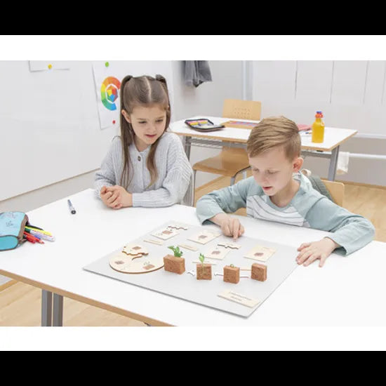 Plant Life Cycle Model & Puzzle Set - Modern Teaching Aids NZ