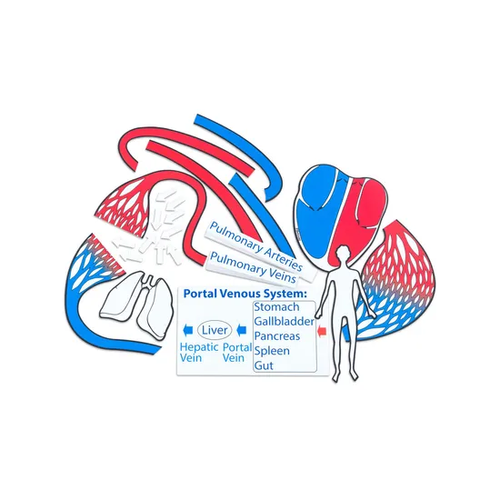 Magnetic Blood Circulation Model - Modern Teaching Aids NZ