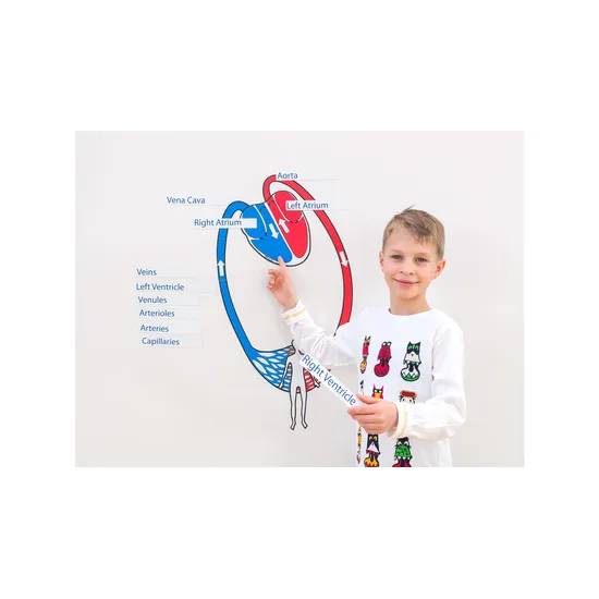 Magnetic Blood Circulation Model - Modern Teaching Aids NZ