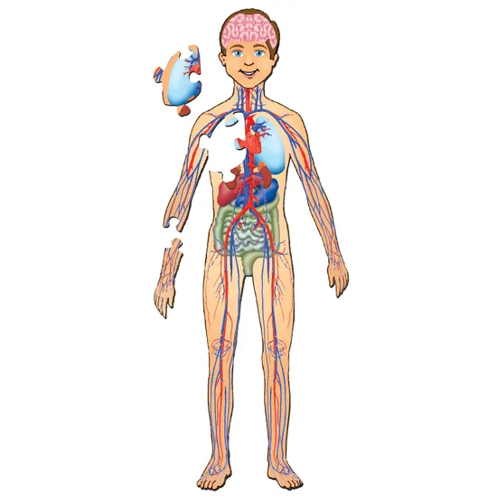 Human Body Floor Puzzle - 35 Pieces - Modern Teaching Aids NZ