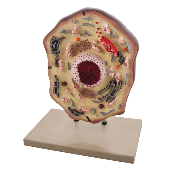 Animal Cell Model