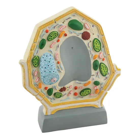 Plant Cell Model - Enlarged 10000 times - Modern Teaching Aids NZ