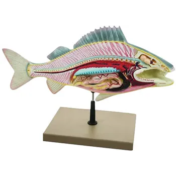 Fish Dissection Model - Perch - Modern Teaching Aids NZ