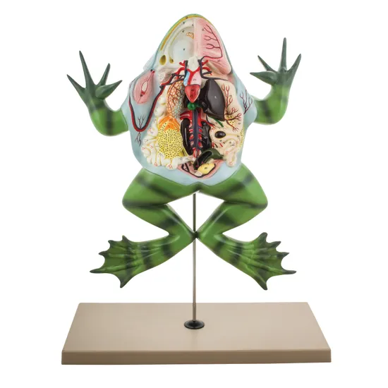 Frog Dissection Model - Modern Teaching Aids NZ