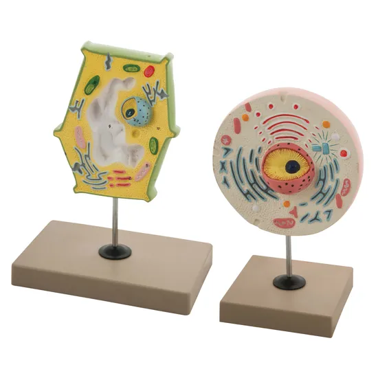 Plant and Animal Cell Comparison Models - Modern Teaching Aids NZ