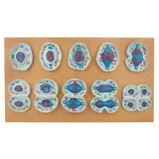 Meiosis Models - Set of 10 - Modern Teaching Aids NZ