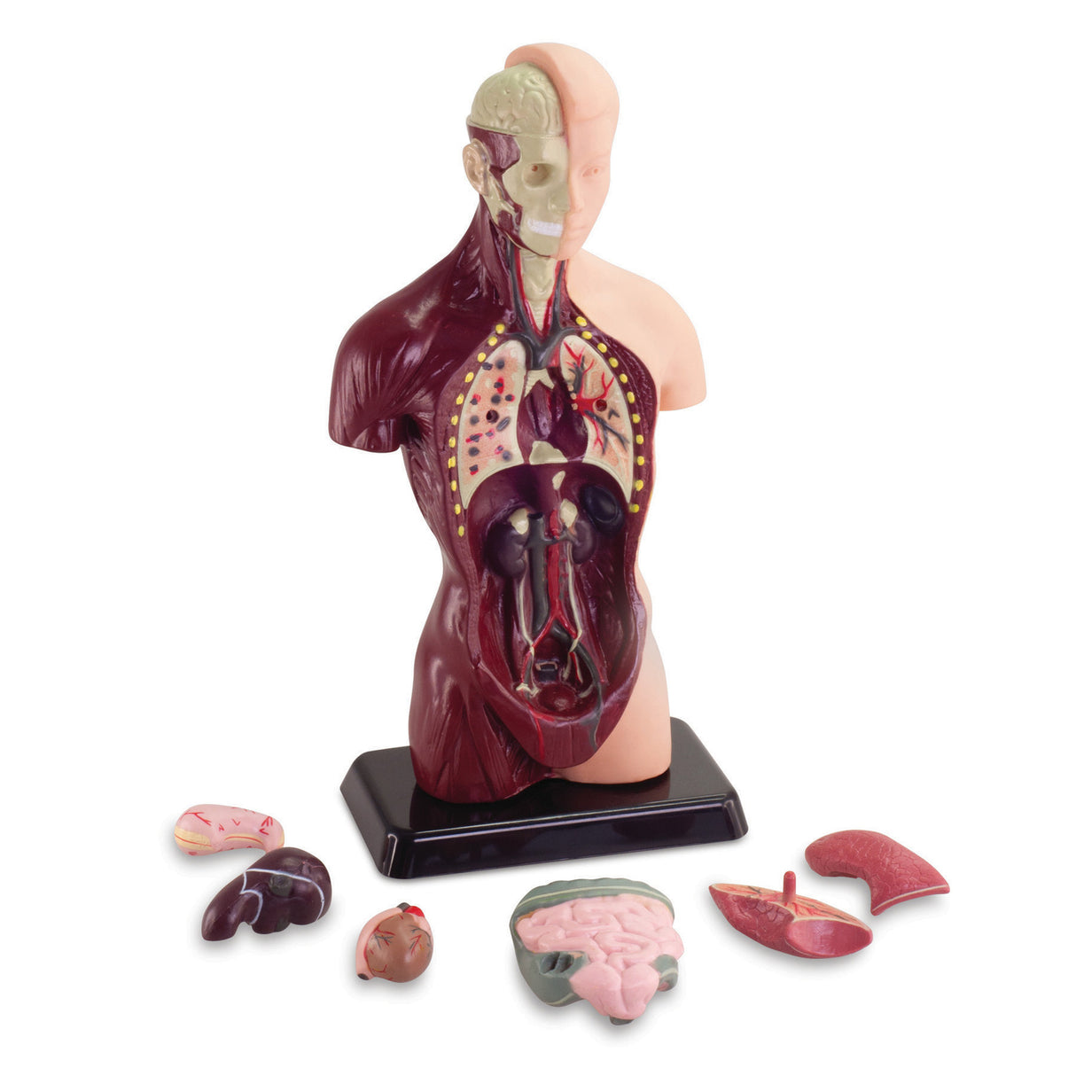 Human Anatomy Model - 27 cm, 8 Pieces
