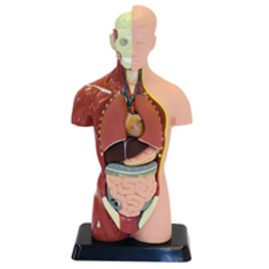 Human Anatomy Model - 27cm - 8 Pieces - Modern Teaching Aids NZ