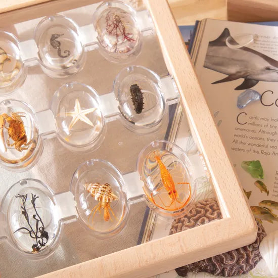 Specimen Stones Tabletop Stand - Modern Teaching Aids NZ