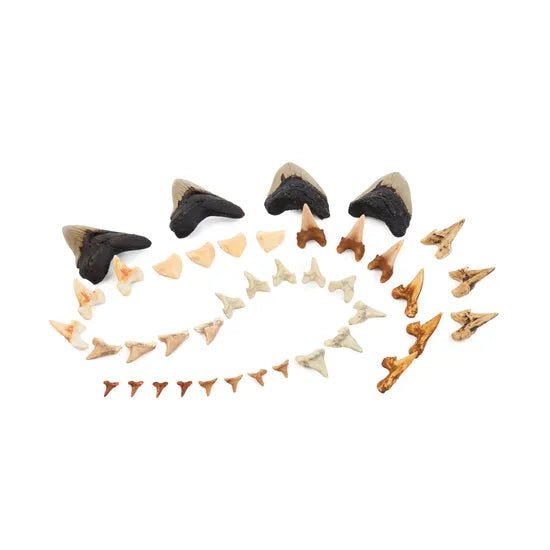 Super Shark Teeth Set - 40 Pieces - Modern Teaching Aids NZ