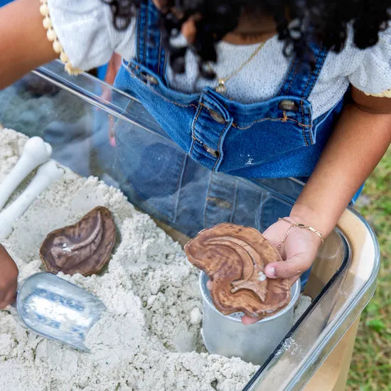Magnetic Matching Fossil Stones - Set of 6 - Modern Teaching Aids NZ