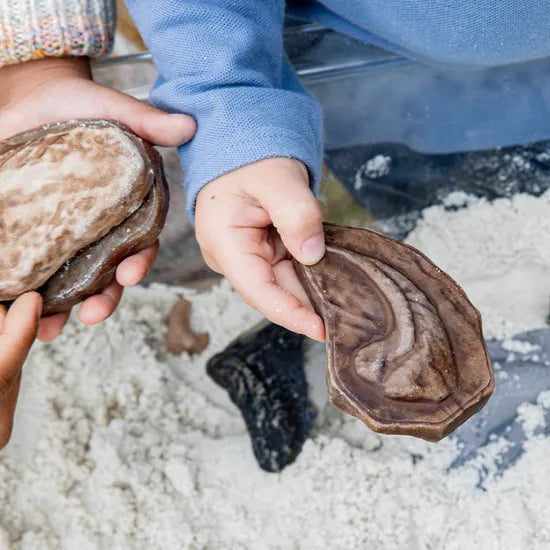 Magnetic Matching Fossil Stones - Set of 6 - Modern Teaching Aids NZ