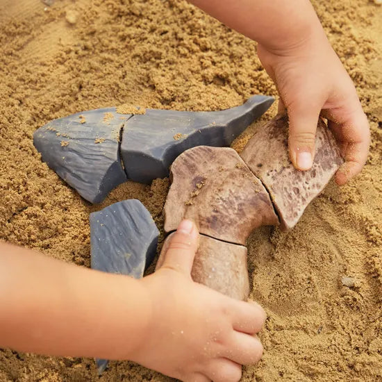 Magnetic Fossil 3D Puzzle - Megalodon Tooth - Modern Teaching Aids NZ
