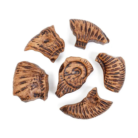 Magnetic Fossil 3D Puzzle - Ammonite - Modern Teaching Aids NZ