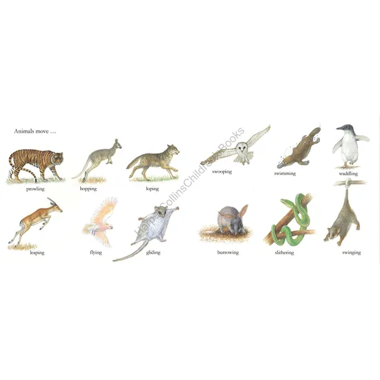 ABC Book of Animals - Modern Teaching Aids NZ