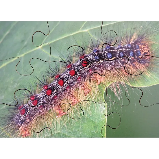 Mini Beasts Puzzles Set of 8 - Modern Teaching Aids NZ