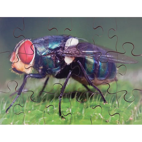 Mini Beasts Puzzles Set of 8 - Modern Teaching Aids NZ