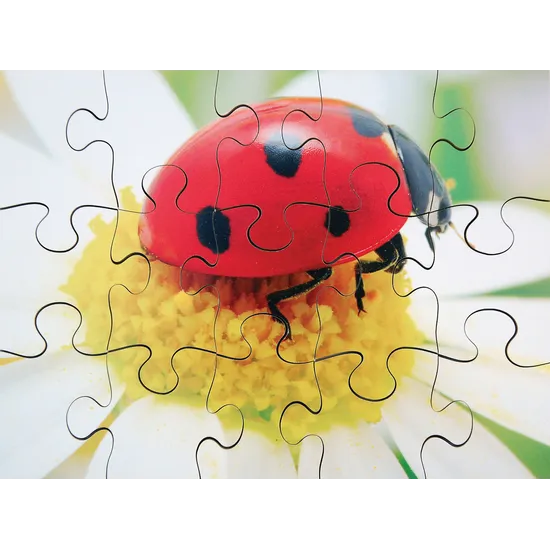 Mini Beasts Puzzles Set of 8 - Modern Teaching Aids NZ