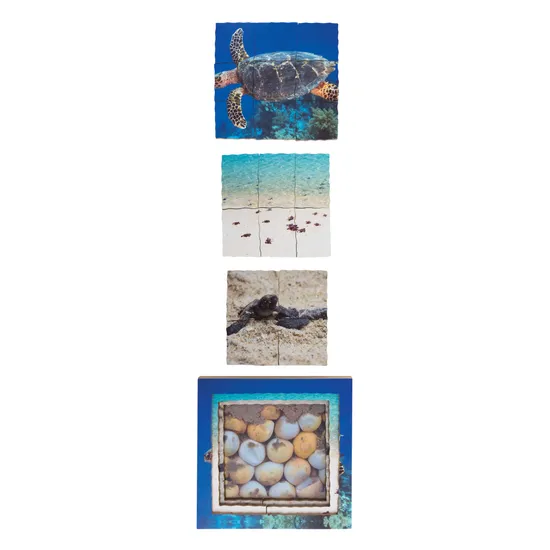 Aquatic Life Cycles Layered Puzzle - Set of 3 - Modern Teaching Aids NZ