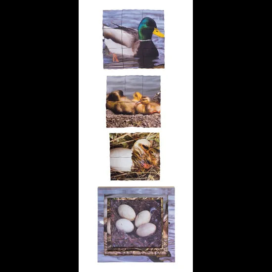 Aquatic Life Cycles Layered Puzzle - Set of 3 - Modern Teaching Aids NZ