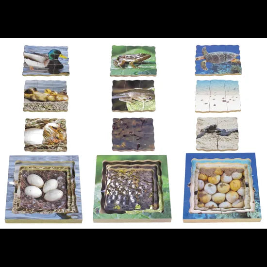 Aquatic Life Cycles Layered Puzzle - Set of 3 - Modern Teaching Aids NZ