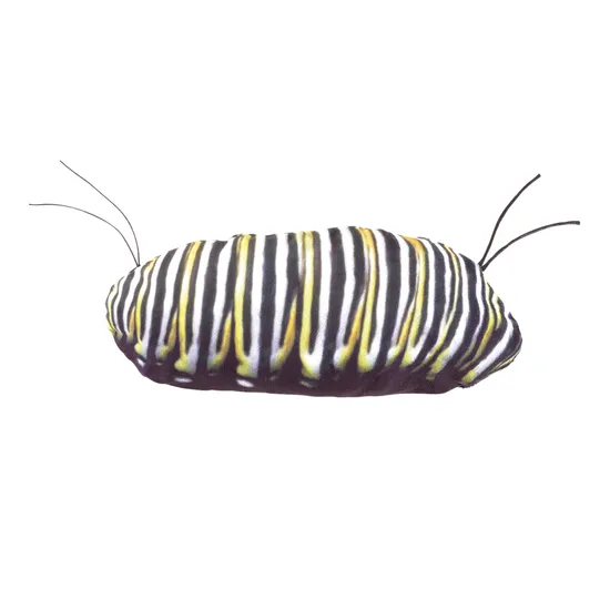 Monarch Butterfly Life Cycle Puppet - Modern Teaching Aids NZ