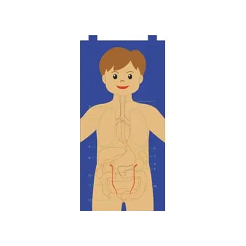 My Body Felt Chart - Modern Teaching Aids NZ