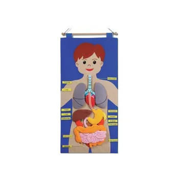 My Body Felt Chart - Modern Teaching Aids NZ