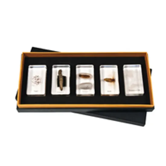 Mini Beasts Silk Worm Life Cycle - 5 Pieces - Modern Teaching Aids NZ