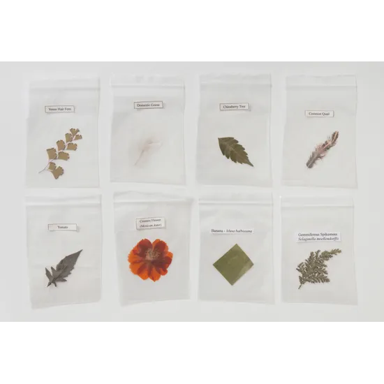 Pressed Feathers Plants & Leaves - 22 pieces - Modern Teaching Aids NZ