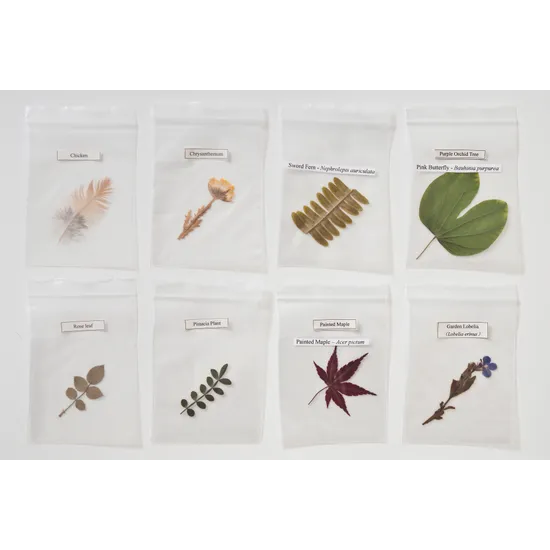 Pressed Feathers Plants & Leaves - 22 pieces - Modern Teaching Aids NZ