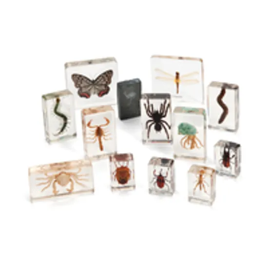 Mini Beasts Arthropods Set - Large - Modern Teaching Aids NZ