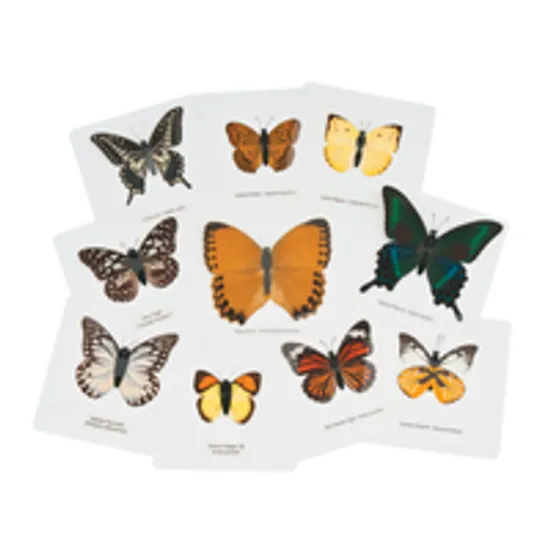 Laminated Butterflies - Set of 10 - Modern Teaching Aids NZ