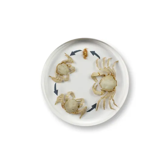 Round Crab Life Cycle - Modern Teaching Aids NZ