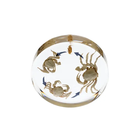 Round Crab Life Cycle - Modern Teaching Aids NZ
