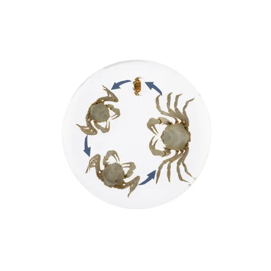 Round Crab Life Cycle - Modern Teaching Aids NZ