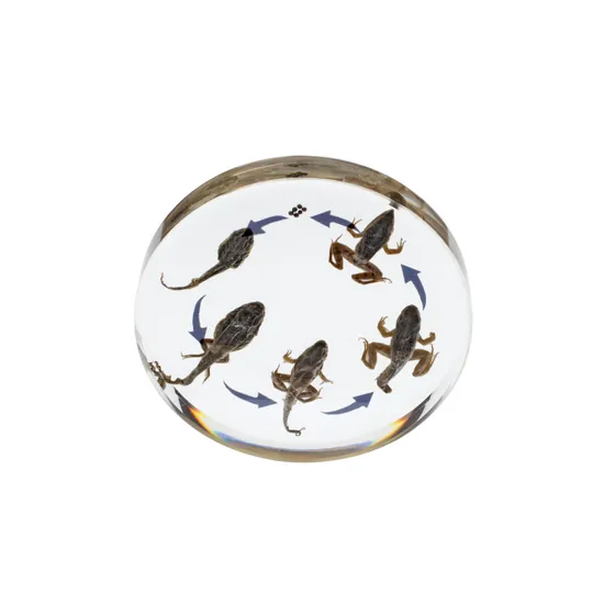 Round Frog Life Cycle - Modern Teaching Aids NZ