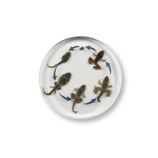 Round Frog Life Cycle - Modern Teaching Aids NZ